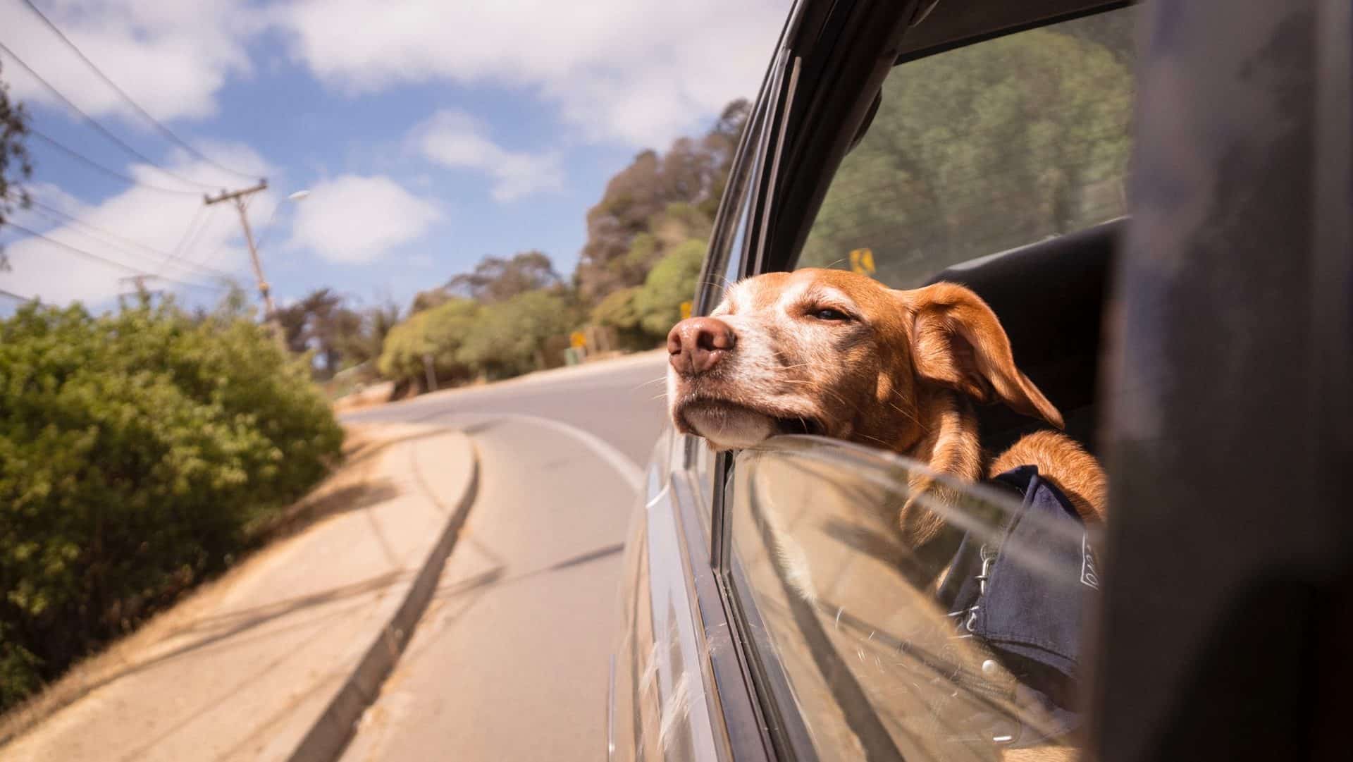 groef gebrek Artistiek 10 Tips om Hondenhaar uit je Auto te Verwijderen | Mercat.nl