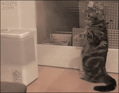 Kat die met een luchtbevochtiger speelt