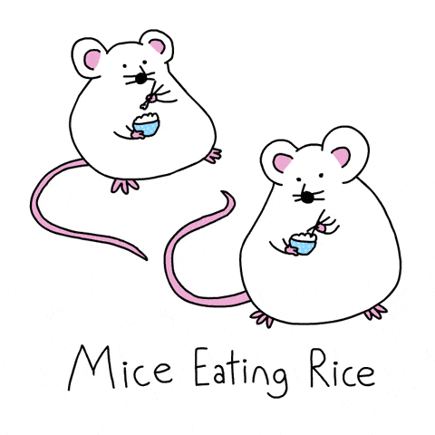 Muizen die rijst eten