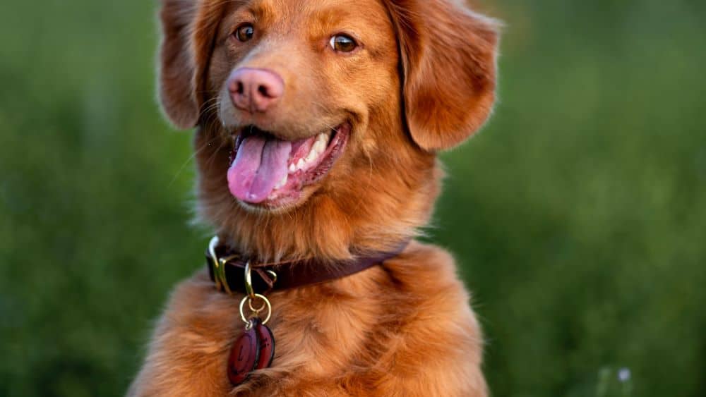 Bruine hond zit rechtop met halsband en penningen om