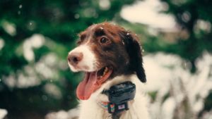 Een Gerust Hart met de Beste Gps-Tracker voor je Hond 🐕