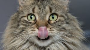 Vergeet Nooit Meer je Kat Eten te Geven met de Beste Automatische Voerbak voor Katten