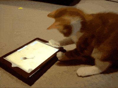 Kat met een tablet