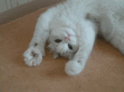 Een spelende kat die aan het zwaaien is