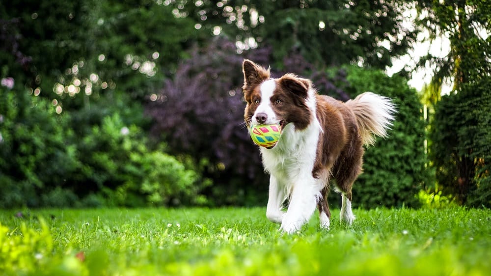 Afbeelding van een hond die op het gras loopt met een bal in zijn mond.