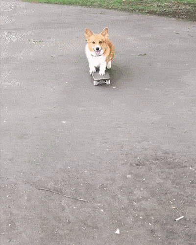 GIF van een Corgi op een skateboard